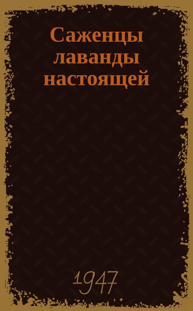 Саженцы лаванды настоящей