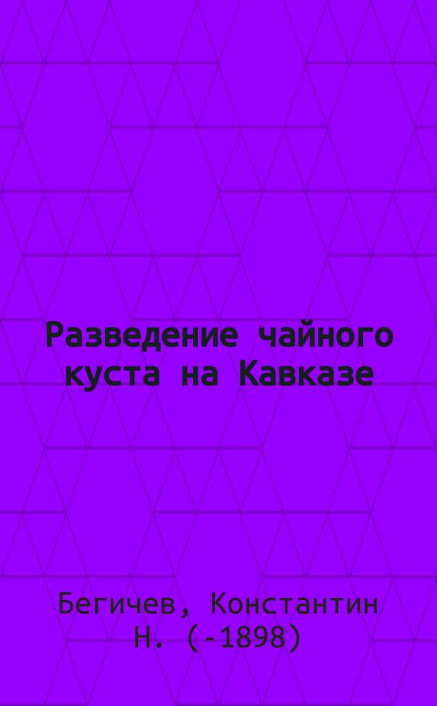 Разведение чайного куста на Кавказе