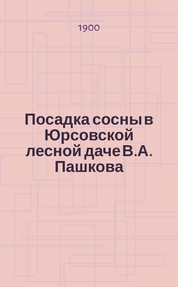 Посадка сосны в Юрсовской лесной даче В.А. Пашкова
