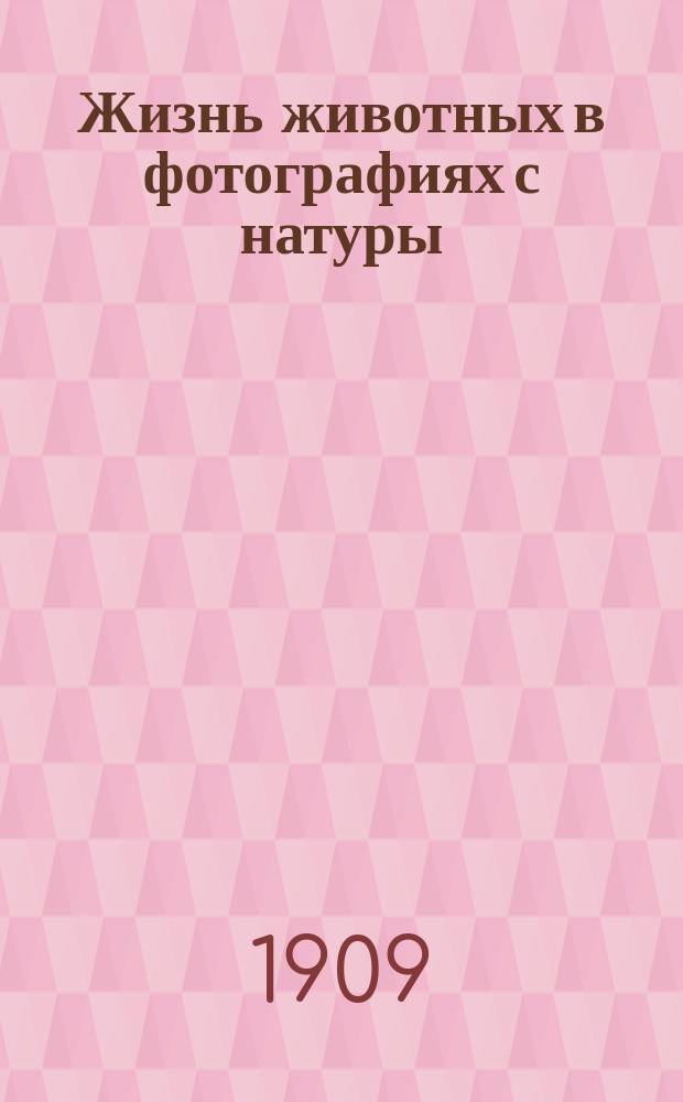 Жизнь животных в фотографиях с натуры : Общедоступ. зоология по новому плану