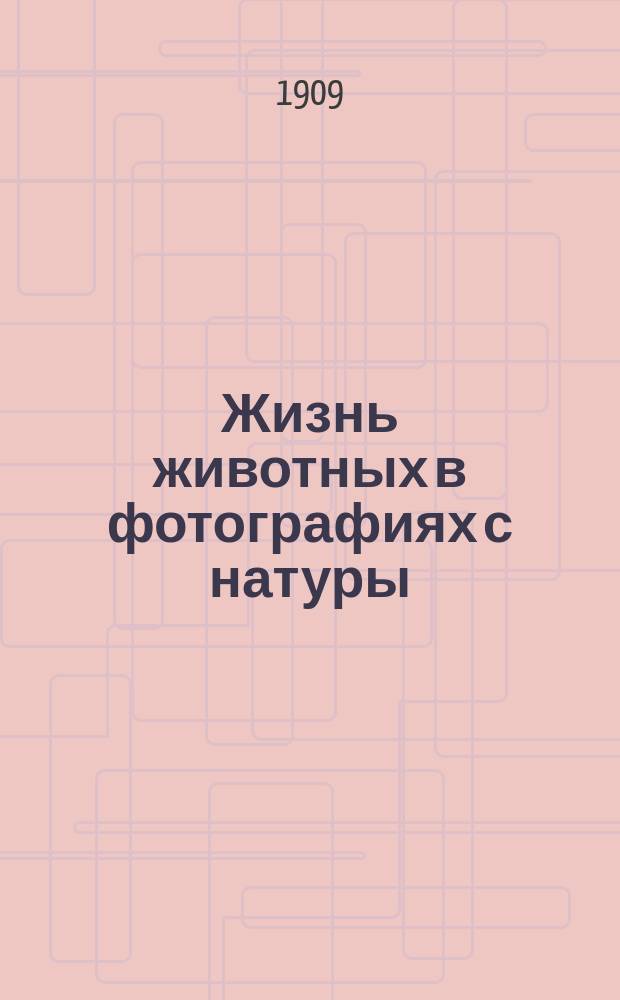 Жизнь животных в фотографиях с натуры : Общедоступ. зоология [по новому плану]. Т. 1