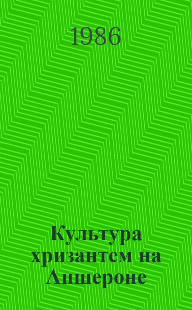 Культура хризантем на Апшероне