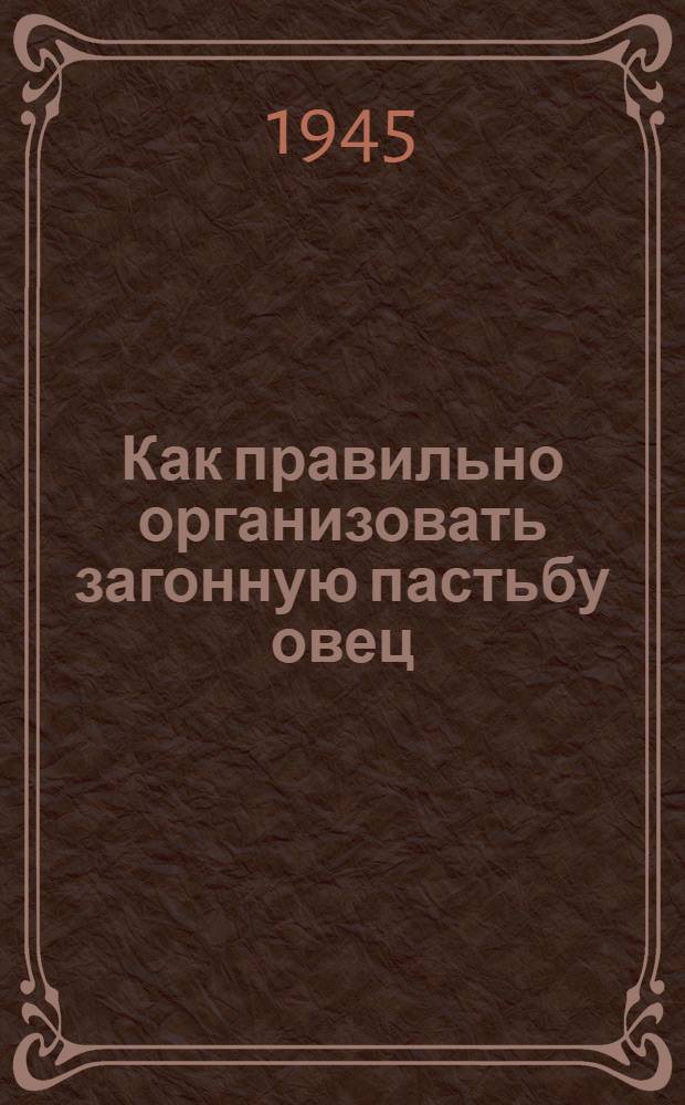 Как правильно организовать загонную пастьбу овец
