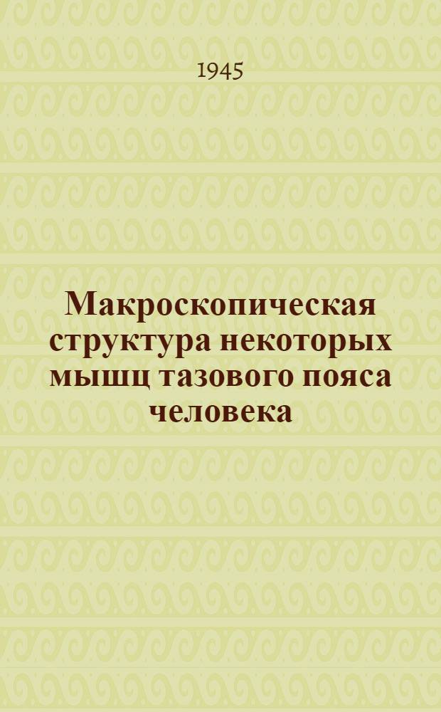 Макроскопическая структура некоторых мышц тазового пояса человека