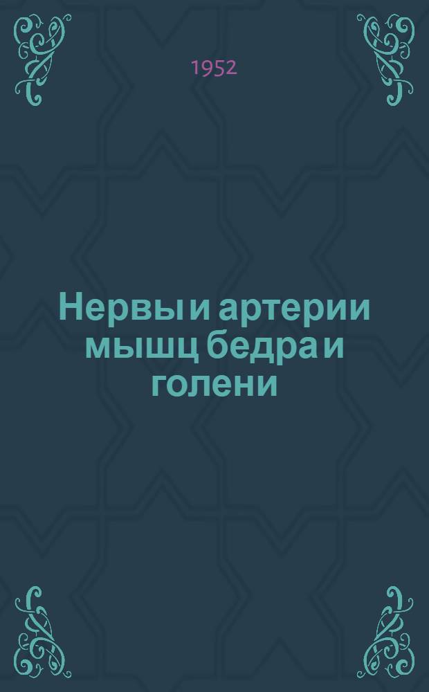Нервы и артерии мышц бедра и голени : Автореферат дис. на соискание учен. степени кандидата мед. наук