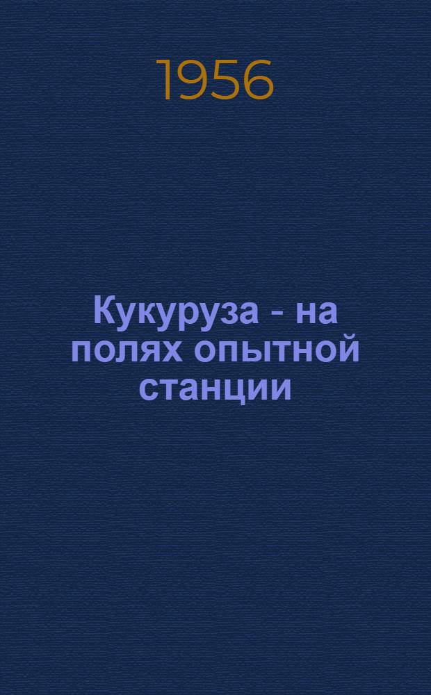 Кукуруза - на полях опытной станции