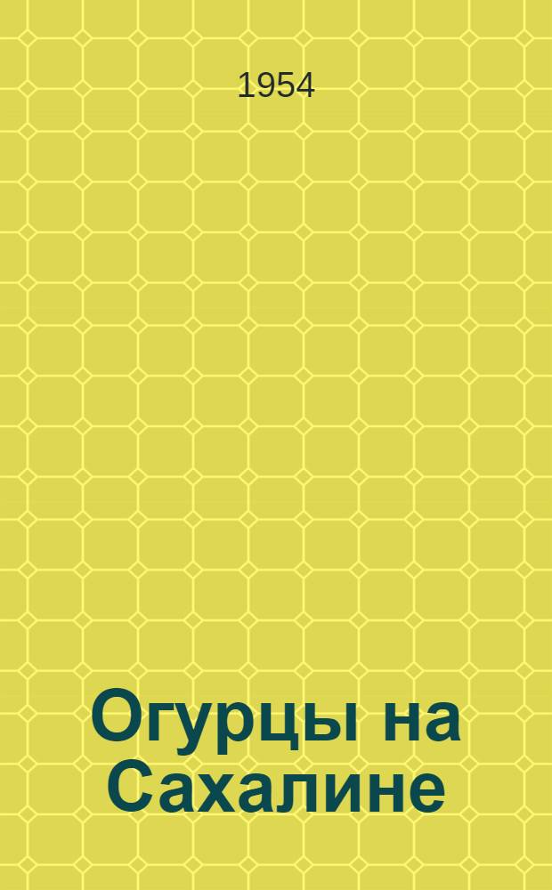 Огурцы на Сахалине