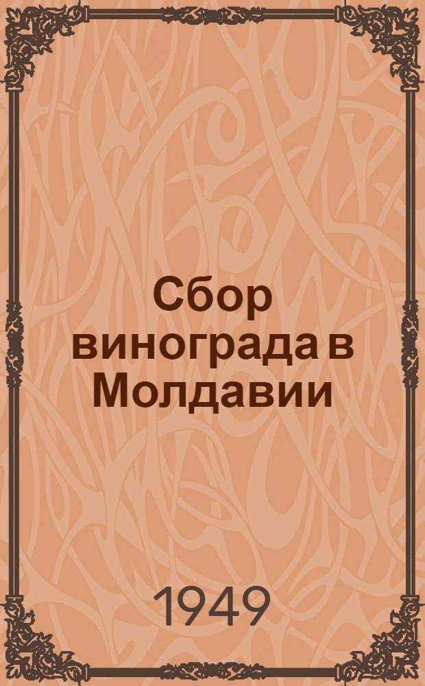 Сбор винограда в Молдавии