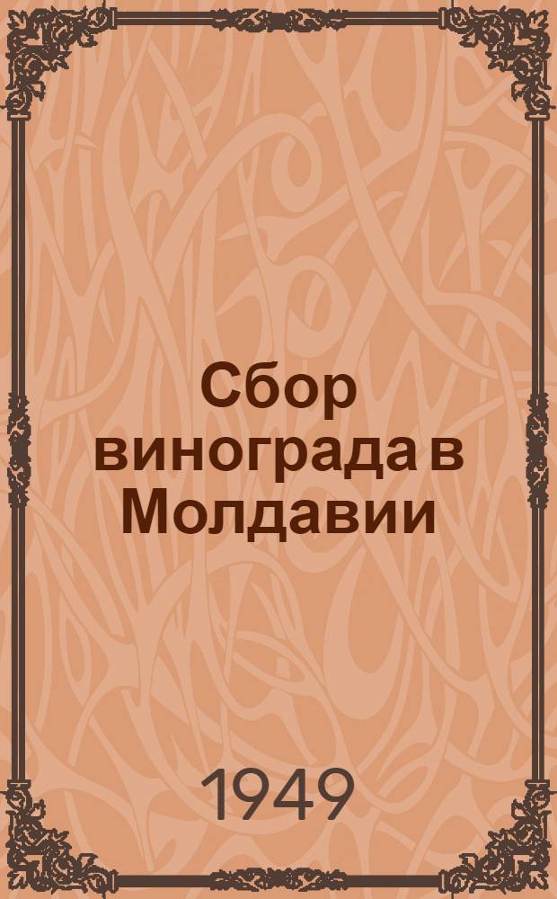 Сбор винограда в Молдавии