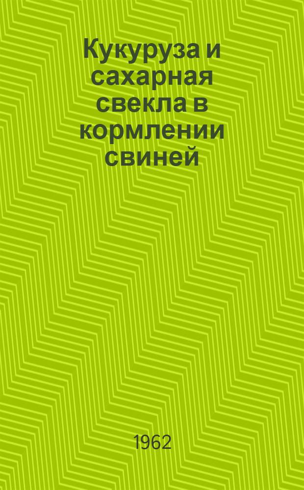 Кукуруза и сахарная свекла в кормлении свиней