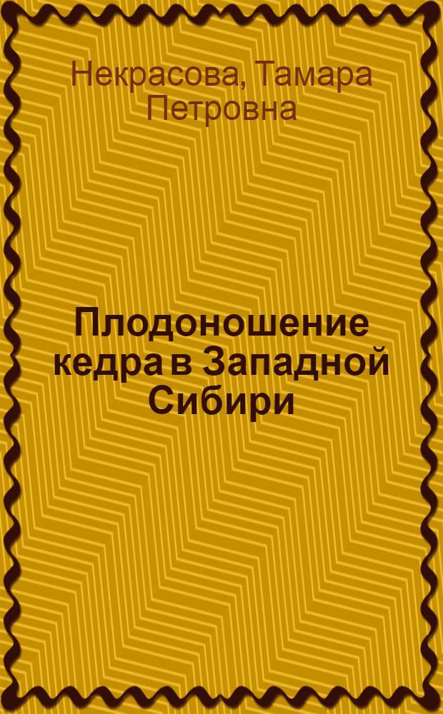 Плодоношение кедра в Западной Сибири