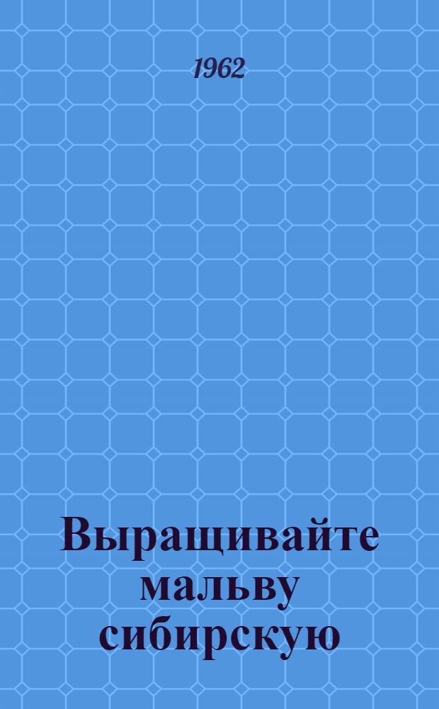 Выращивайте мальву сибирскую