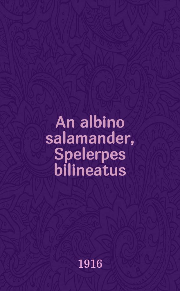 [An albino salamander, Spelerpes bilineatus