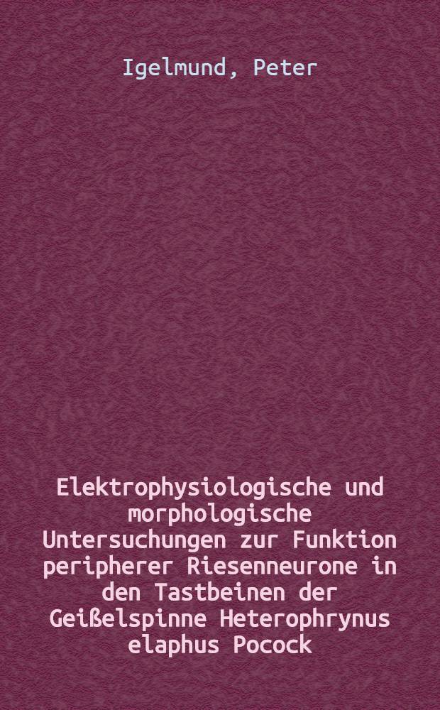 Elektrophysiologische und morphologische Untersuchungen zur Funktion peripherer Riesenneurone in den Tastbeinen der Geißelspinne Heterophrynus elaphus Pocock : Inaug.-Diss