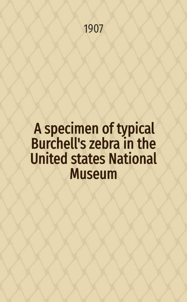 [A specimen of typical Burchell's zebra in the United states National Museum