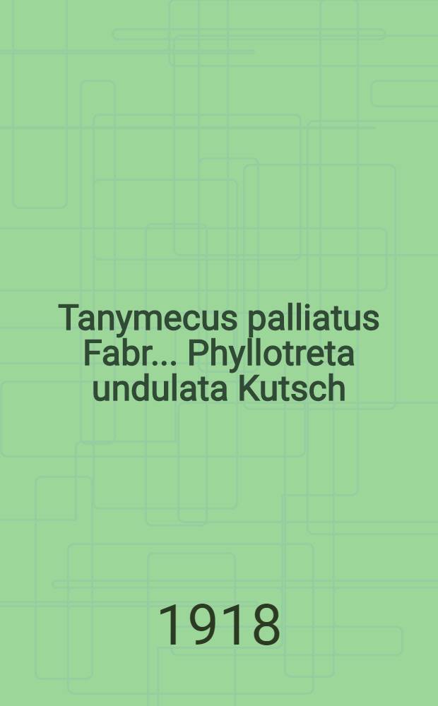 Tanymecus palliatus Fabr.. Phyllotreta undulata Kutsch