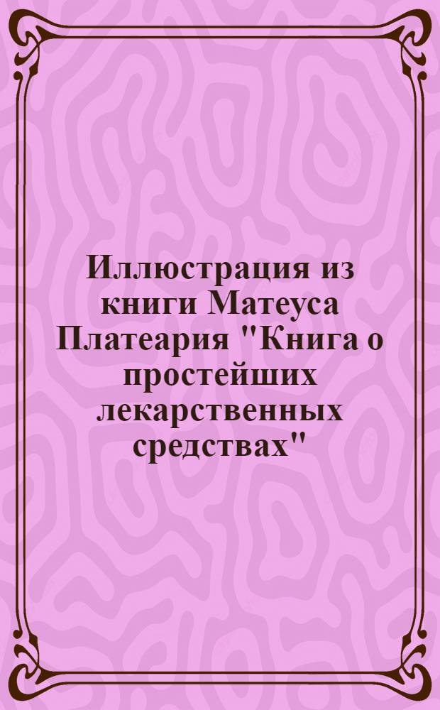 Иллюстрация из книги Матеуса Платеария "Книга о простейших лекарственных средствах". Иллюстрация из книги Матеуса Платеария "Книга о простейших лекарственных средствах"