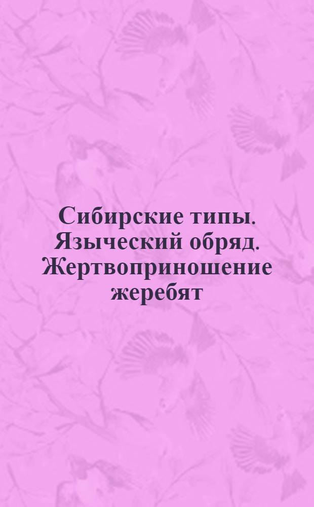 Сибирские типы. Языческий обряд. Жертвоприношение жеребят : почтовая карточка