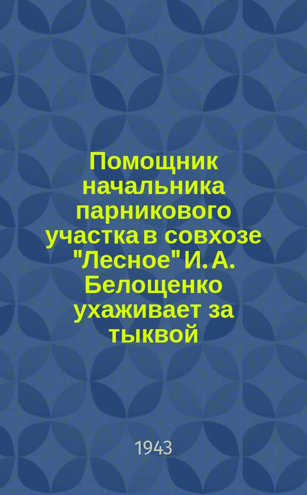 Помощник начальника парникового участка в совхозе "Лесное" И. А. Белощенко ухаживает за тыквой. 1 июня 1943 г. : фотография