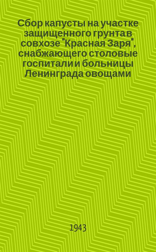 Сбор капусты на участке защищенного грунта в совхозе "Красная Заря", снабжающего столовые госпитали и больницы Ленинграда овощами : на снимке: заведующая участком А. А. Клянина и работница А. П. Павлова. 16 июля 1943 г. : фотография